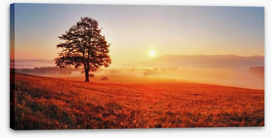 Lone tree in the sunrise meadow