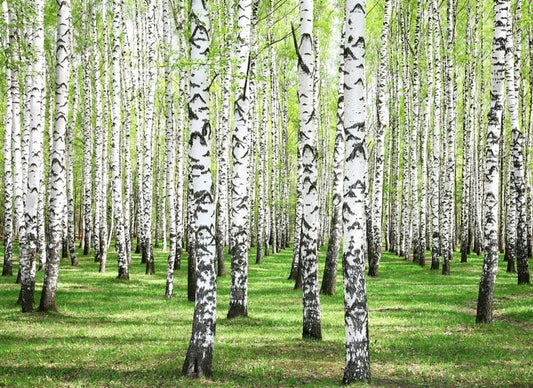 Spring green birch grove