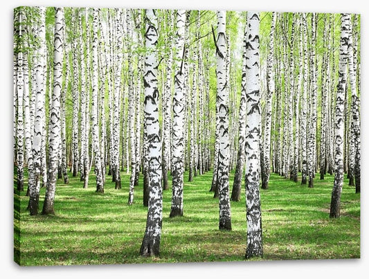 Spring green birch grove