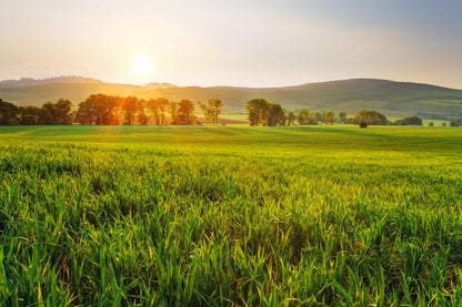 Green wheat glow