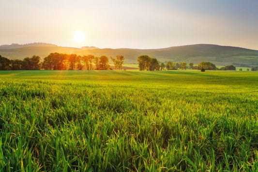 Green wheat glow