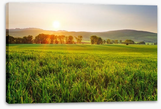 Green wheat glow