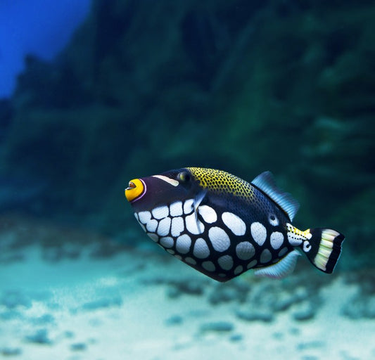 Triggerfish clown