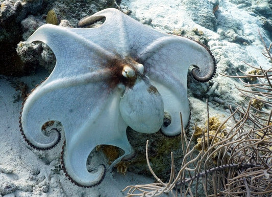 Octopussy
