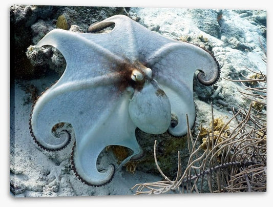 Octopussy