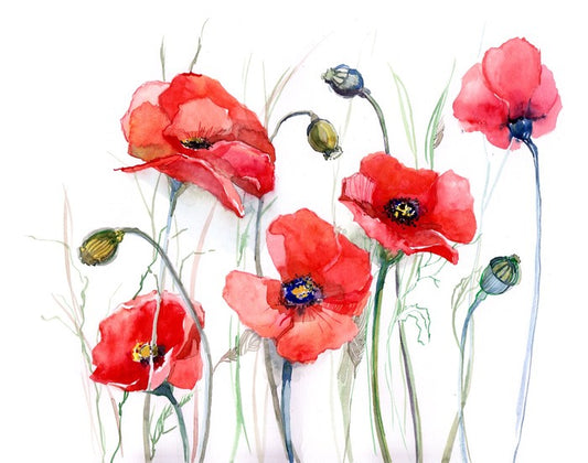 Delicate poppies