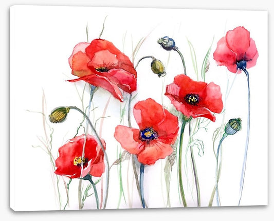 Delicate poppies