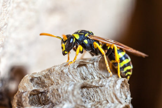 Insects