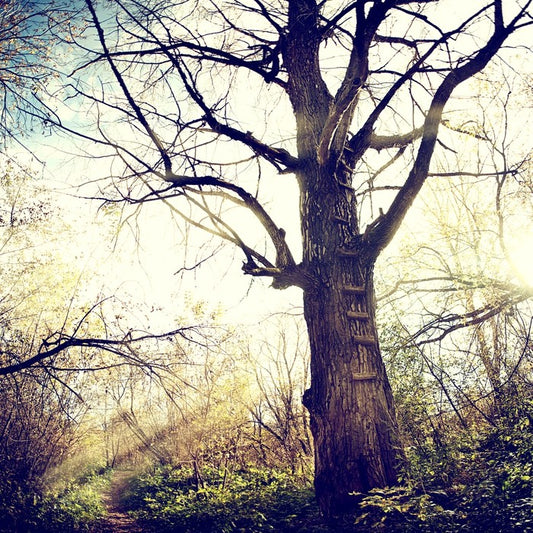 The ancient tree