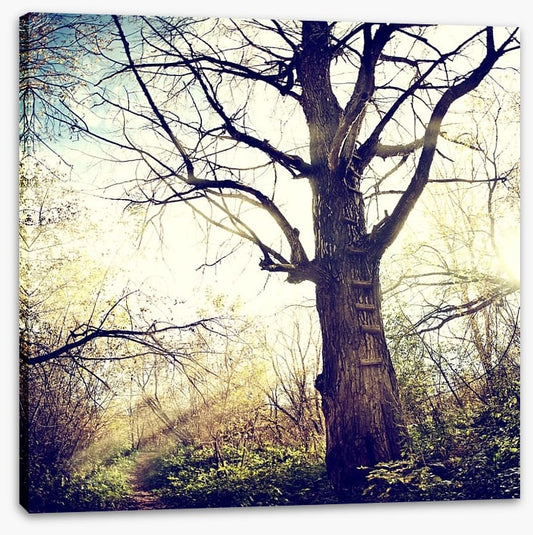 The ancient tree