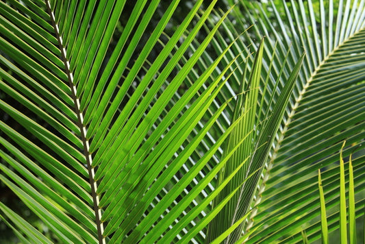 Leaves