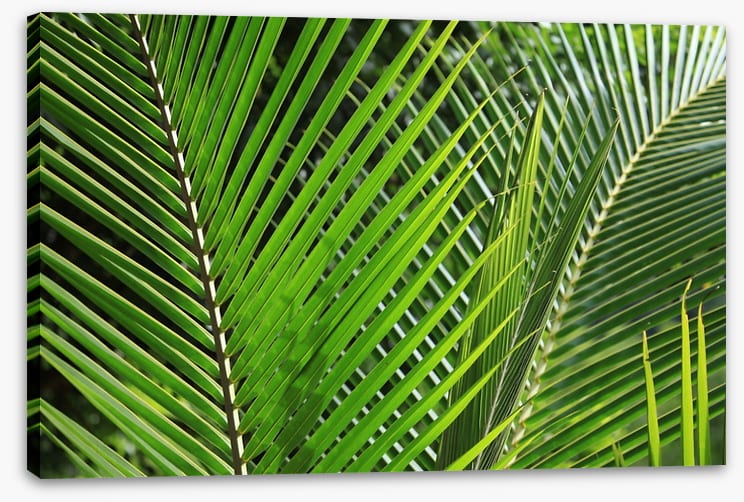 Leaves