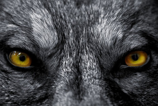 Eyes of the alpha