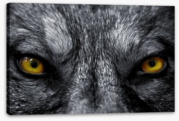Eyes of the alpha