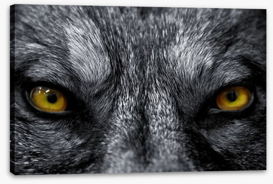 Eyes of the alpha