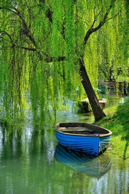 Boat under the willow