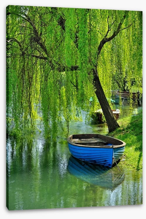 Boat under the willow