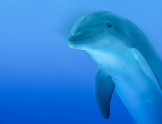The curious dolphin
