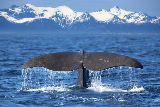 Whale tail wave