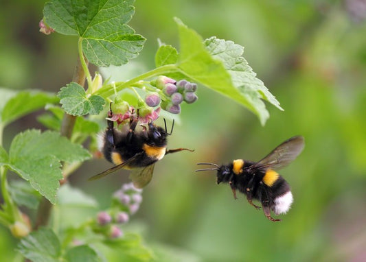 Insects