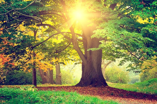 Autumn park sunlight