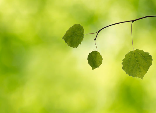 Leaves