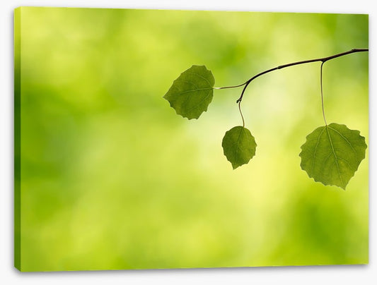 Leaves