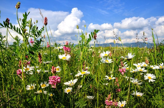 Wildflowers in the Summer meadow