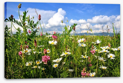 Wildflowers in the Summer meadow