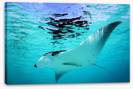 Manta Ray swim