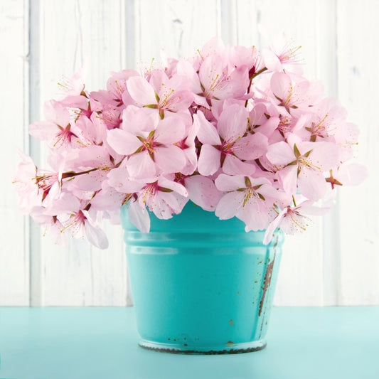 Pink cherry blossom