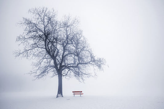 Red bench in Winter