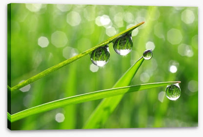 Dew drops