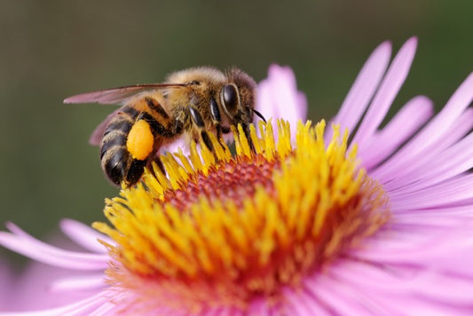Insects