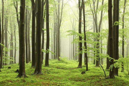 Spring beech forest