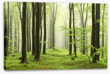 Spring beech forest