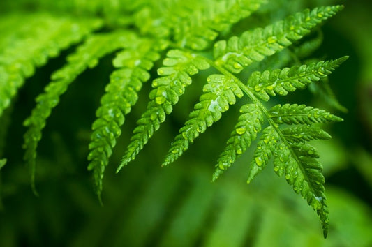 Fern leaf macro