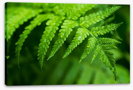 Fern leaf macro