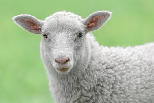 Spring lamb