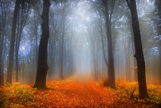 Foggy day in the forest