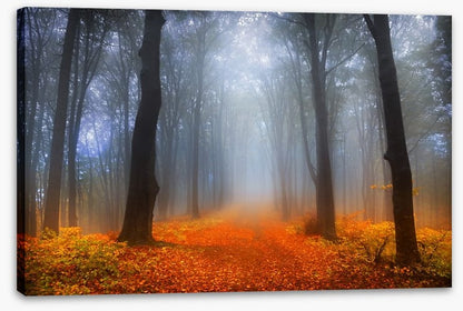 Foggy day in the forest