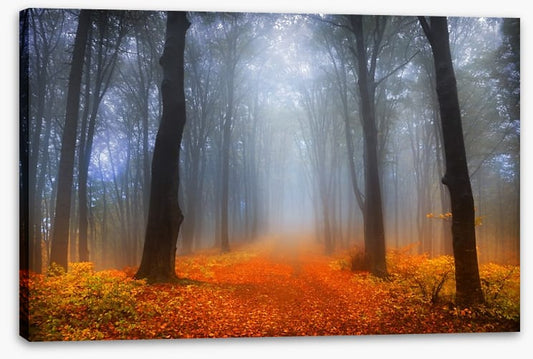 Foggy day in the forest