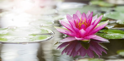 Pink water lily