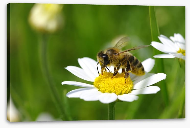 Insects