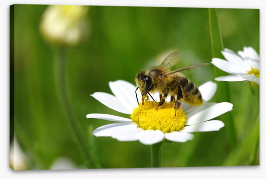 Insects