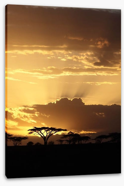 African sunset with Acacia