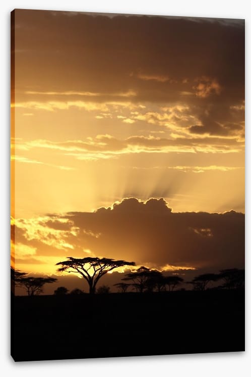 African sunset with Acacia