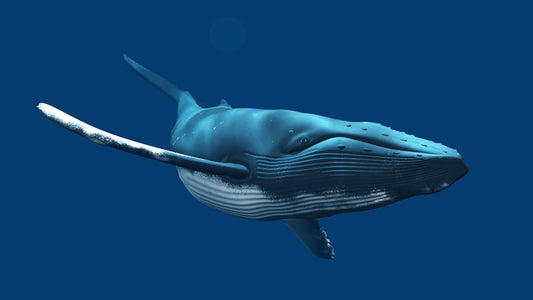 Blue whale swimming