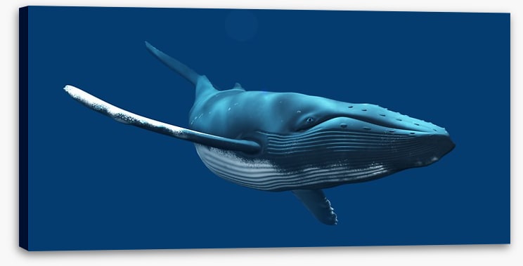 Blue whale swimming