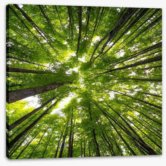 Beeches to the sky